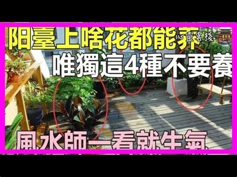 玉蘭樹風水|玉蘭花樹的風水禁忌 種植要注意什麼